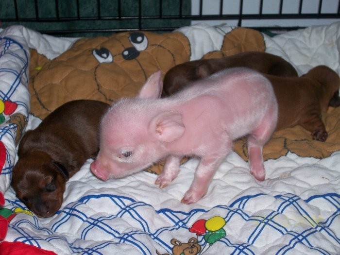 daschund and piggy