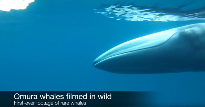 Footage of an Omura’s Whale
