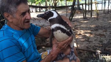 Penguin Rescued from Oil