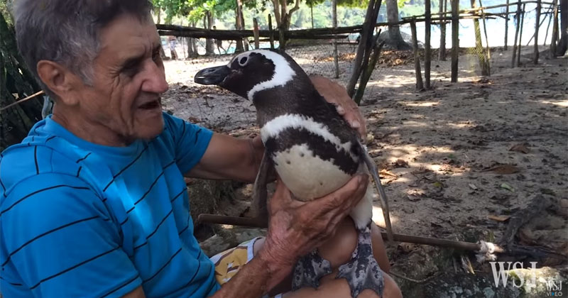 Penguin Rescued from Oil