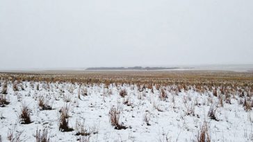 sheep camouflaged field