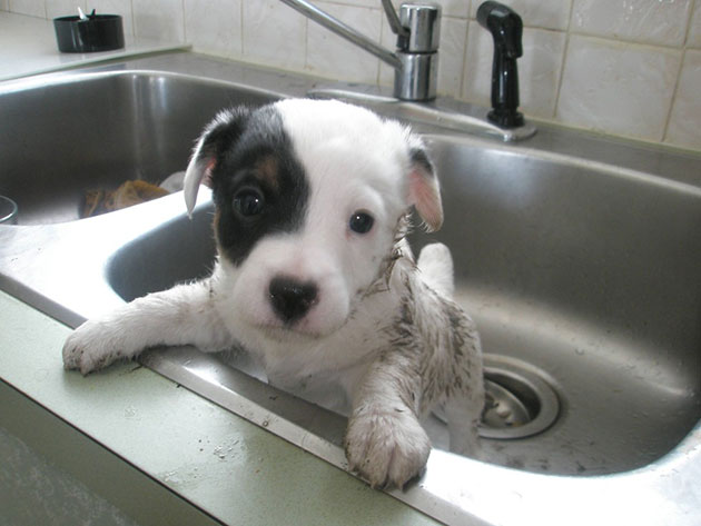 puppies bath