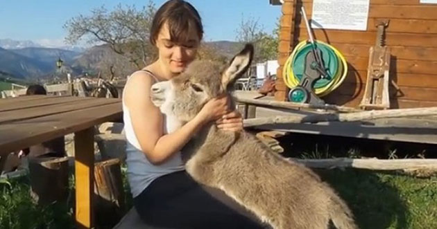 Adorable Baby Donkey