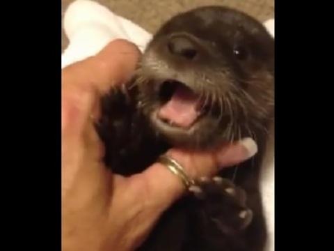 Baby-Otter