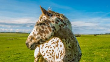 Beautiful Horse Breeds