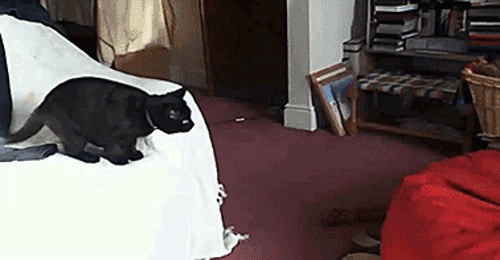 funniest-gifs