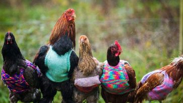 Woman Knits Tiny Wool Sweaters to Keep Chickens Warm