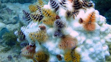 Mini Christmas Trees