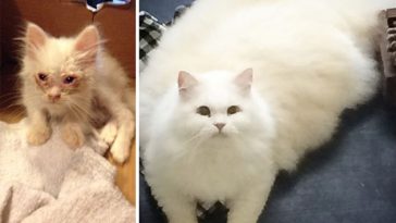 cat before and after