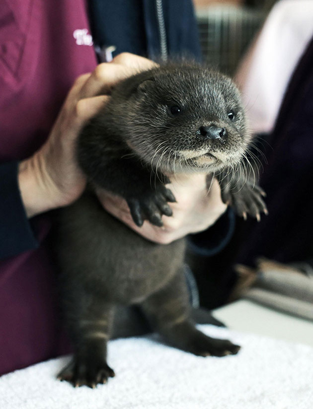 23 Of The Cutest Baby Animals Of All Time