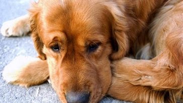 dog human 3 year reunion
