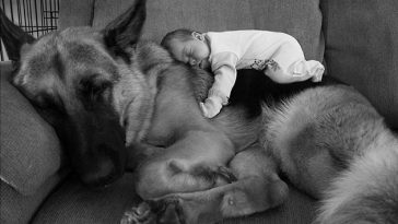 Kids Need A Pet