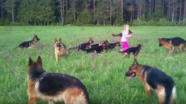 little girl 14 german shepherds