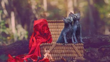 lykoi-werewolf-cat