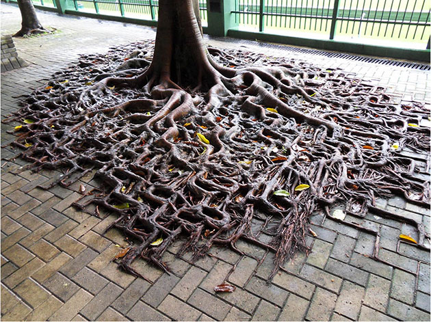 Nature can defeat civilization