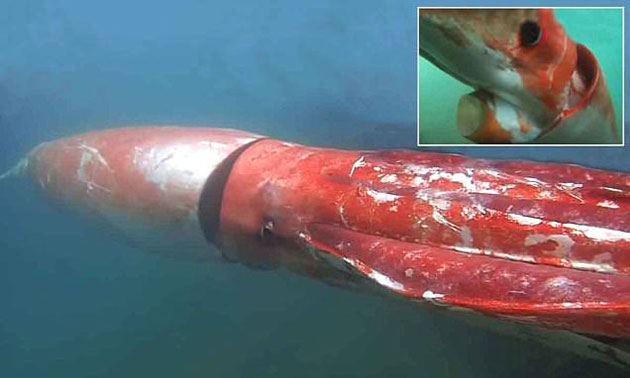 4-Meter Giant Squid