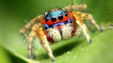 Jumping spider eyes