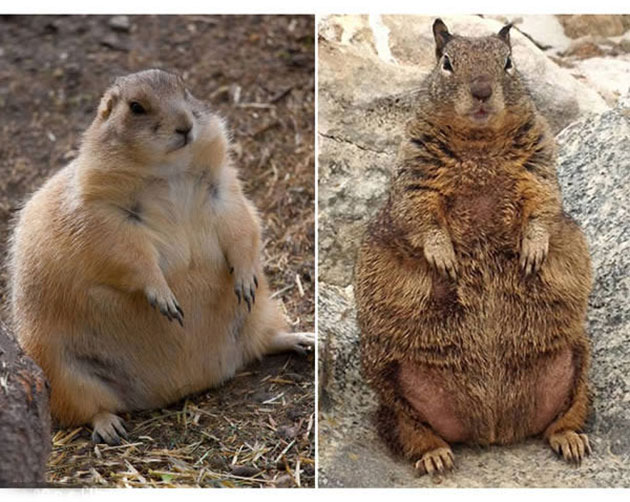 Fat Squirrels