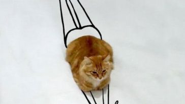 doodles on lovely cat photo