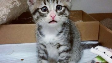 Worried Cat