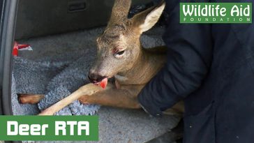 deer rescue
