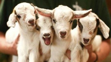 goat cuddling