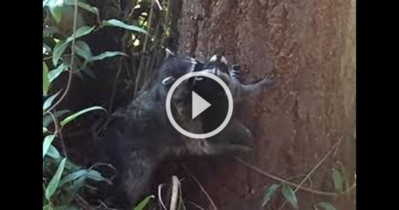 Mama Raccoon Tries to Teach Her Baby How to Climb
