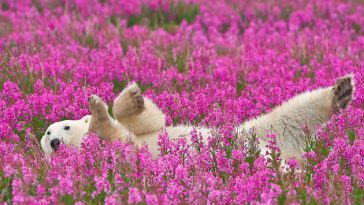 polar bear in the flowers