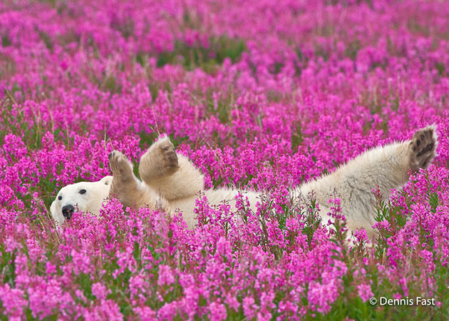 polar bear in the flowers