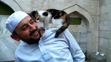 stray-cats-mosque-istanbul