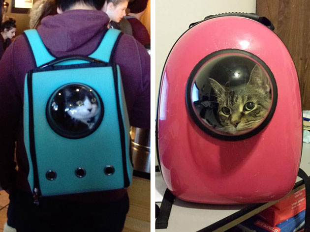 Colorful Cat Backpacks