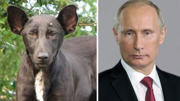 celebrity look alikes animals