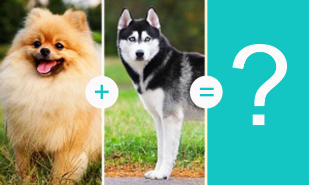 dog breeds