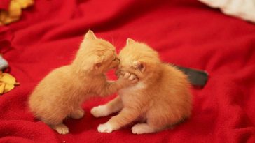 cute animals kissing valentines day