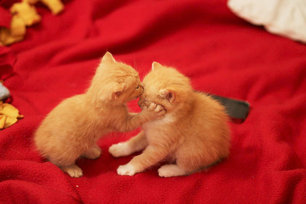 17 Kissing Animals Prove That Kisses Aren’t Just For People