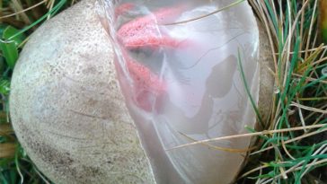 devils fingers mushroom