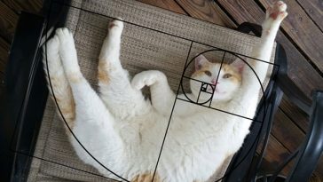 fibonacci composition cats furbonacci