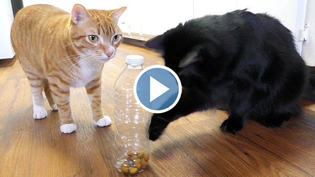 Dating site for cat owners