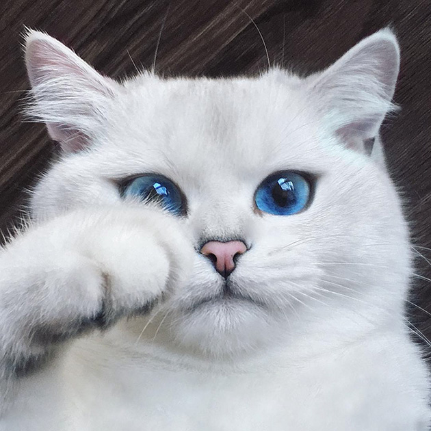 most beautiful eyes cat