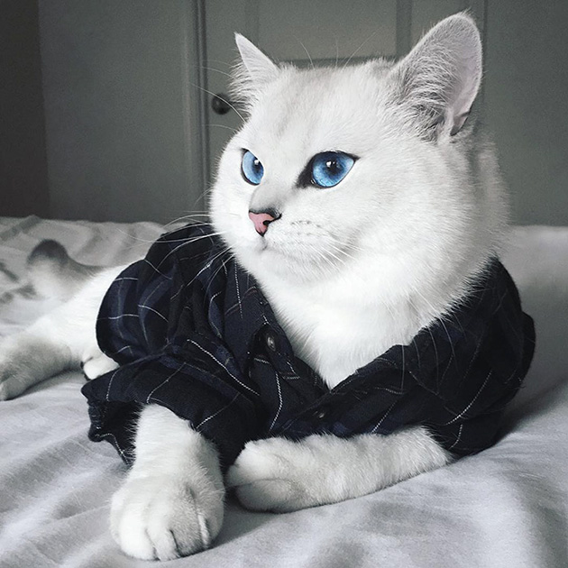 most beautiful eyes cat