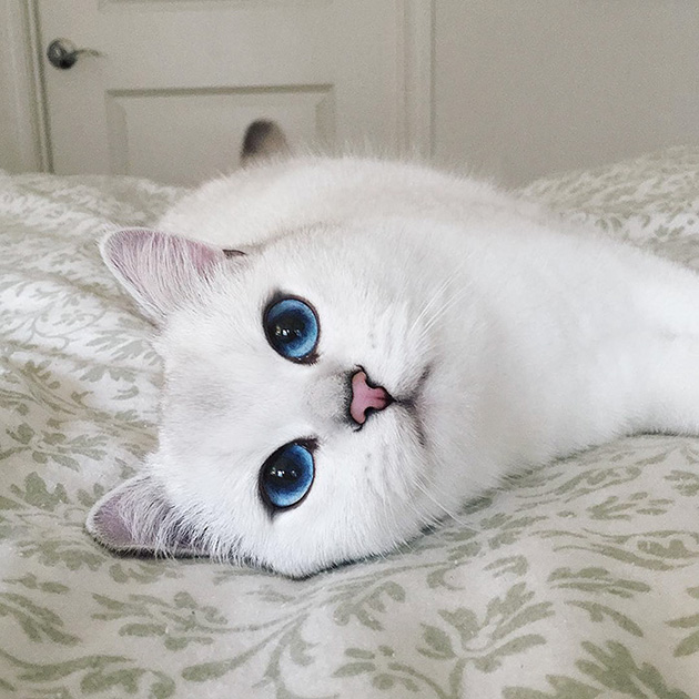 most beautiful eyes cat