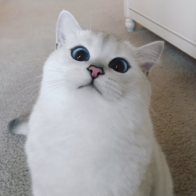 most beautiful eyes cat