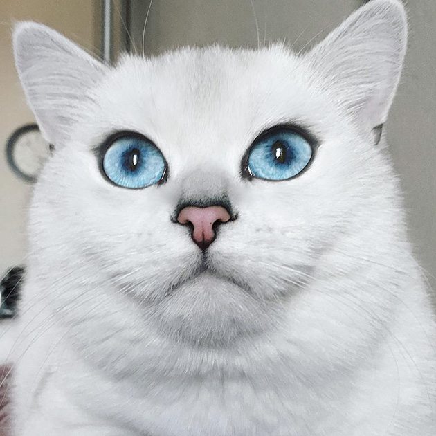 most beautiful eyes cat