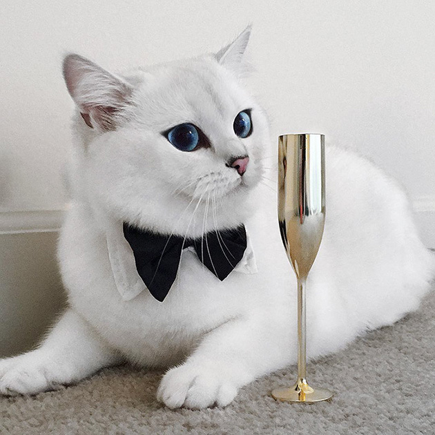 most beautiful eyes cat