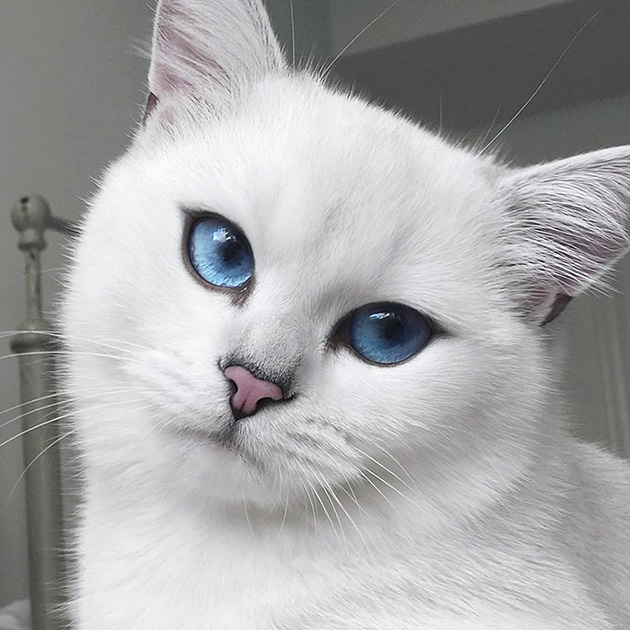 most beautiful eyes cat