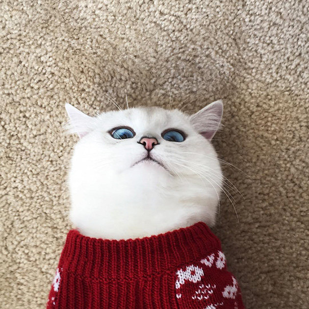 most beautiful eyes cat