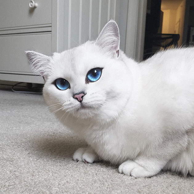 most beautiful eyes cat