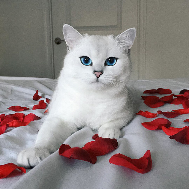 most beautiful eyes cat