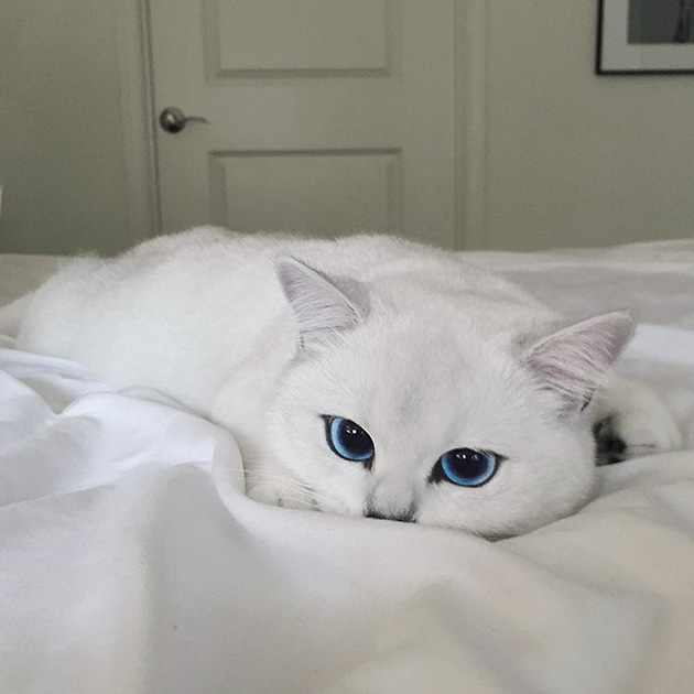 most beautiful eyes cat