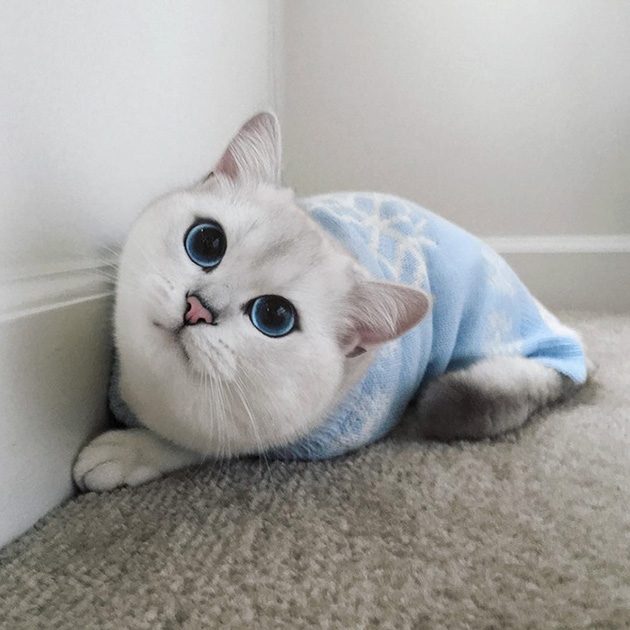 most beautiful eyes cat